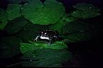 frosch