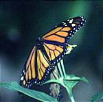Schmetterling-3