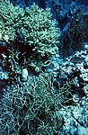 tauchen-9