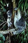 cairns-koala-resting