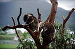cairns-koalas-im-regen