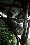 cairns-wacher-koala