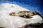 Sidney Robbe im Aquarium