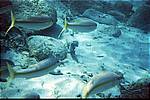 fische