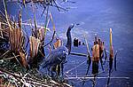everglades-1