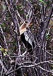 everglades-3