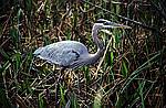 everglades-5