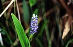 everglades-6