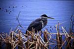 everglades-7