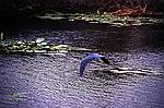 everglades-8