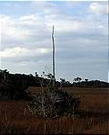 everglades-9