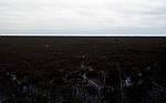 everglades-b