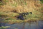 everglades-c