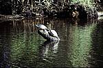 everglades-d