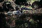 everglades-e