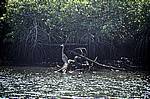 everglades-f