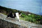 katze