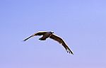 moewe_im_flug