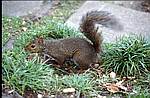 Squirrel im Golden Gate-Park