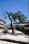 Joshua Tree NP
