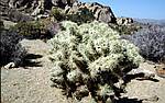 Joshua Tree NP