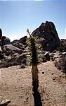 junger Joshua Tree