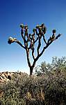 Joshua Tree