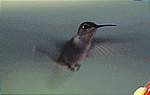 Hummingbird