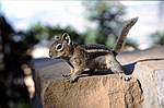 Squirrel im Bryce Canyon