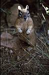 Squirrel im Bryce Canyon