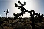 joshua-tree