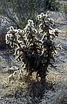 joshua-tree-1