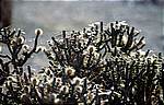 joshua-tree-2