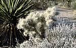 joshua-tree-3