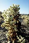 joshua-tree-4