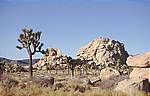 joshua-tree-5