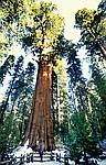 sequoia-np-sherman