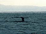 fluke